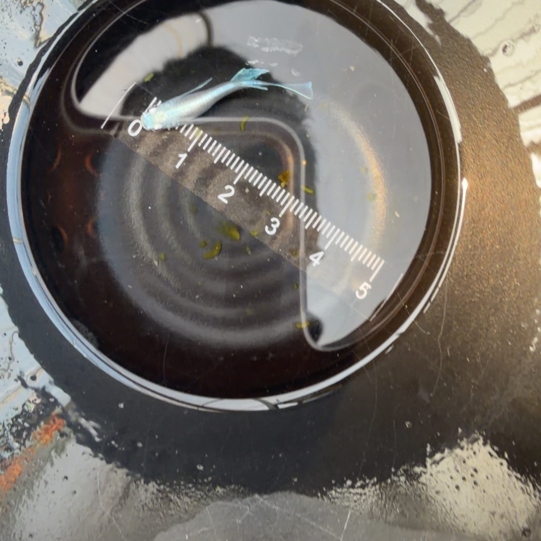 青鳉鱼观背青鳉10