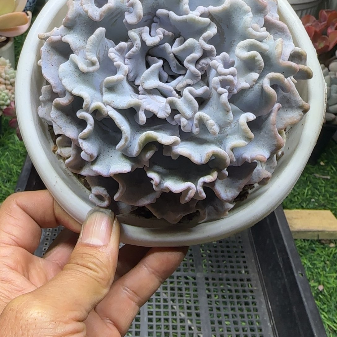 锦安精品多肉植物编号266