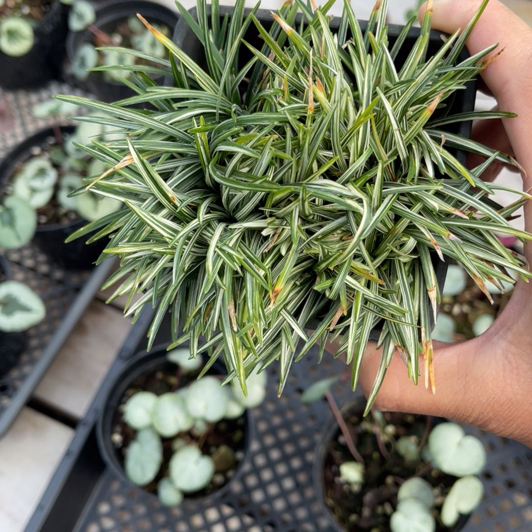 o***r完全开放盆栽植物