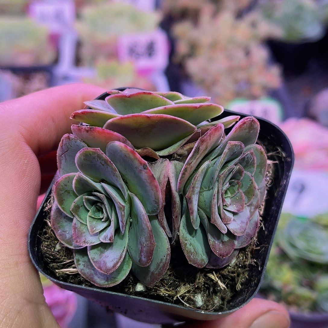 紫殊 非偏远包邮 多肉