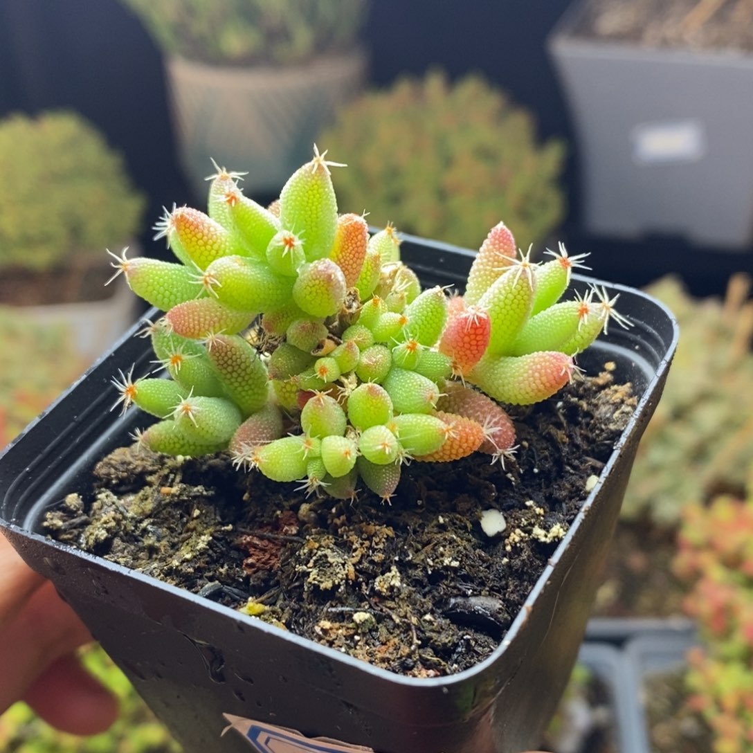 96号实生玉米枝干多肉