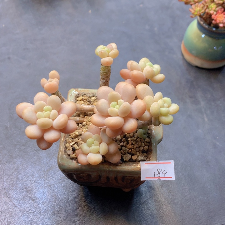 一物一拍满30包邮 184