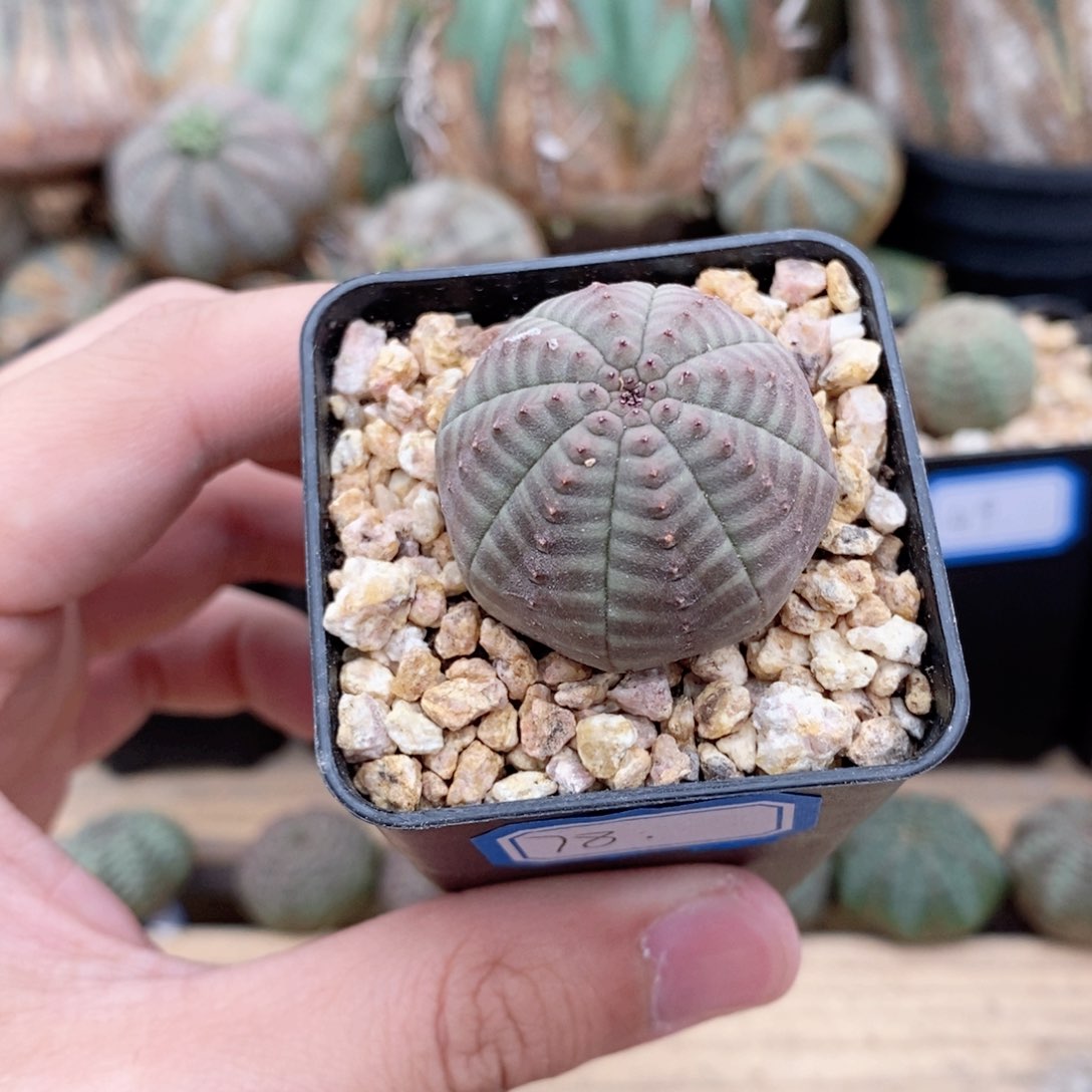 欧系实生布纹球多肉植物