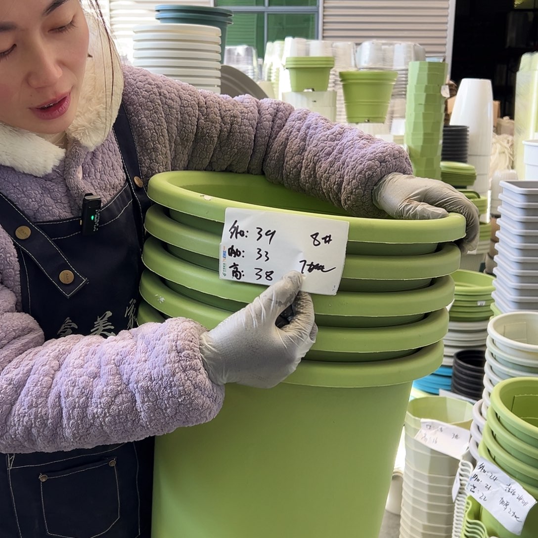 四季盆8#果绿5个无托