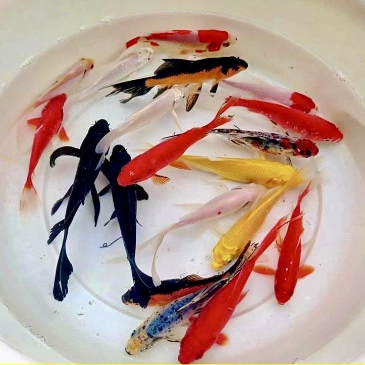 （橙牌）301-400号锦鲤观赏鱼非草金活体冷水大型黑金黄金白金红白