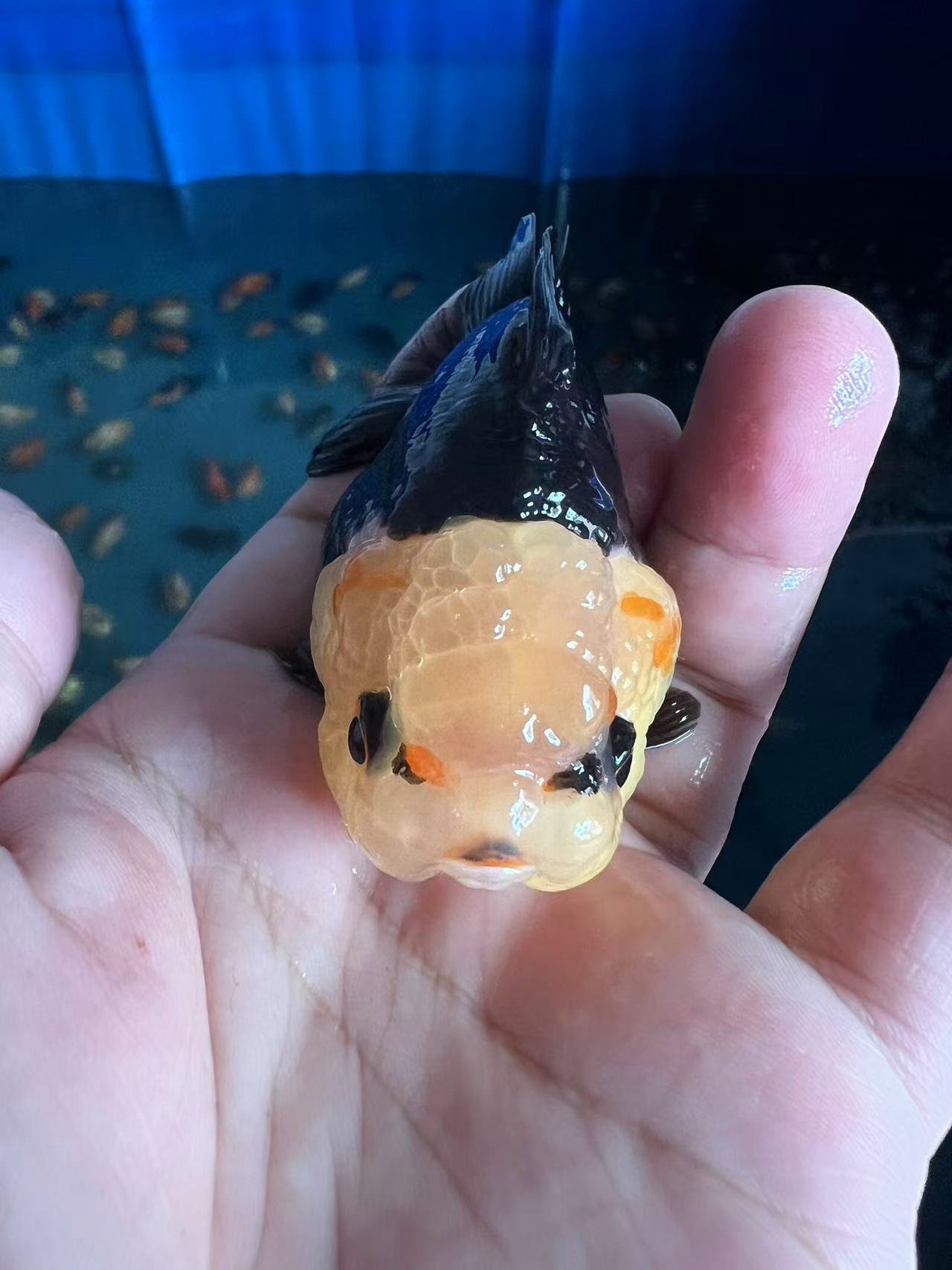 多花色可选好养耐活的兰寿金鱼冷水观赏鱼