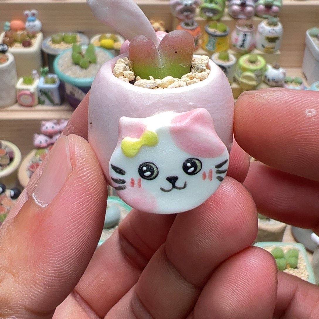 多肉植物实付9.9元包邮114号