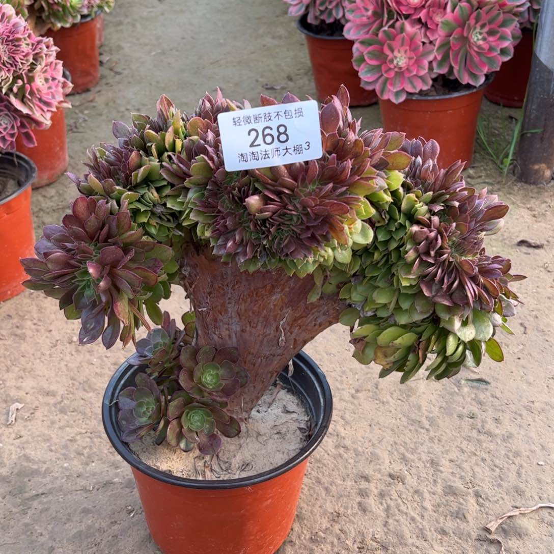 268万圣节缀化多肉植物