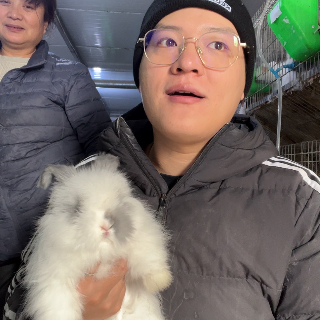 双血统英系安哥拉兔