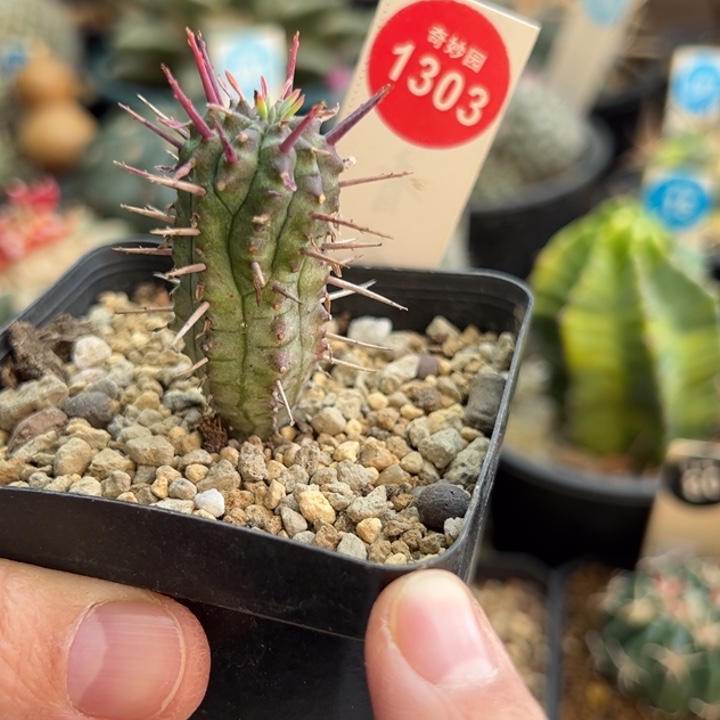 实生猛刺大戟一棵仙人球