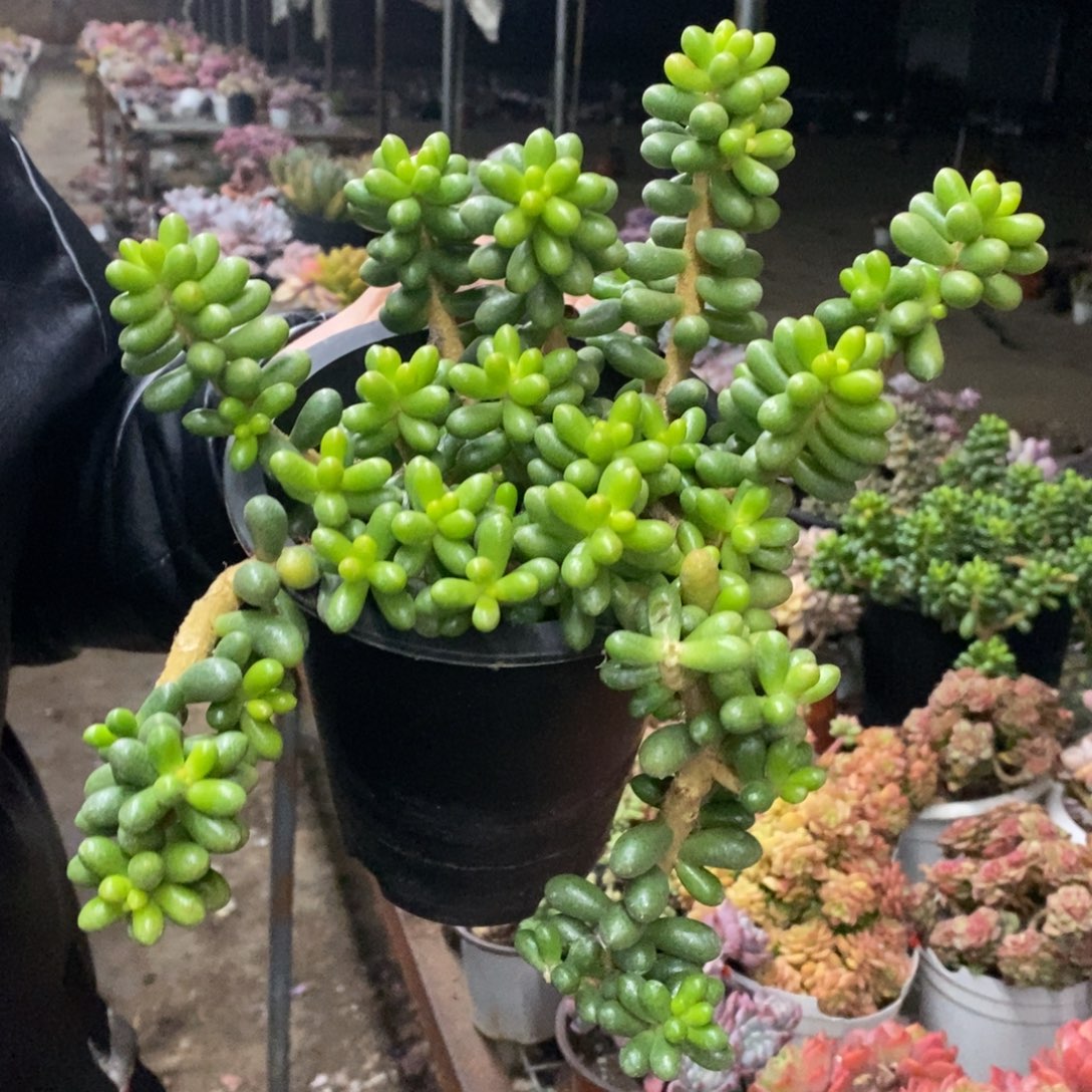 绿龟卵整桩无砍老桩