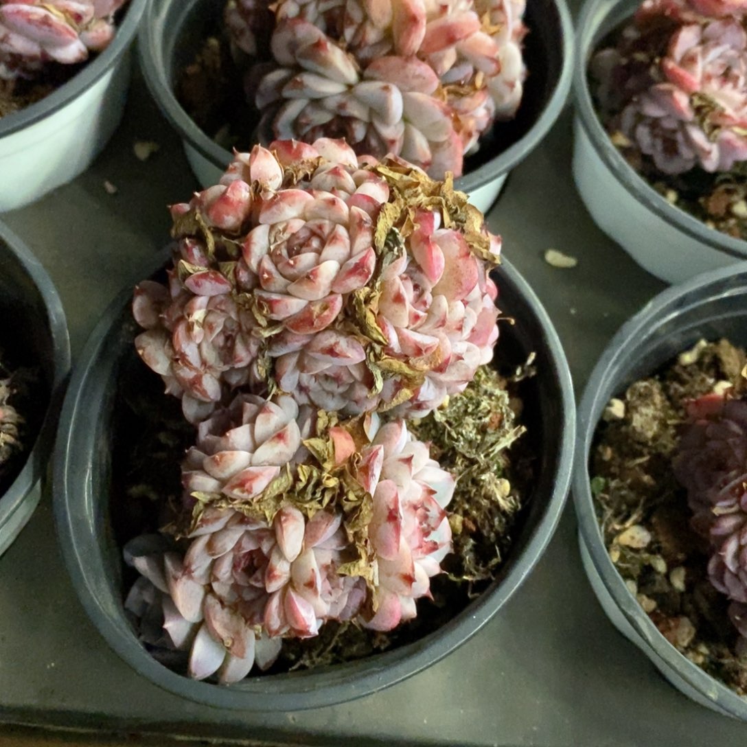 06。天鹅绒。群生。