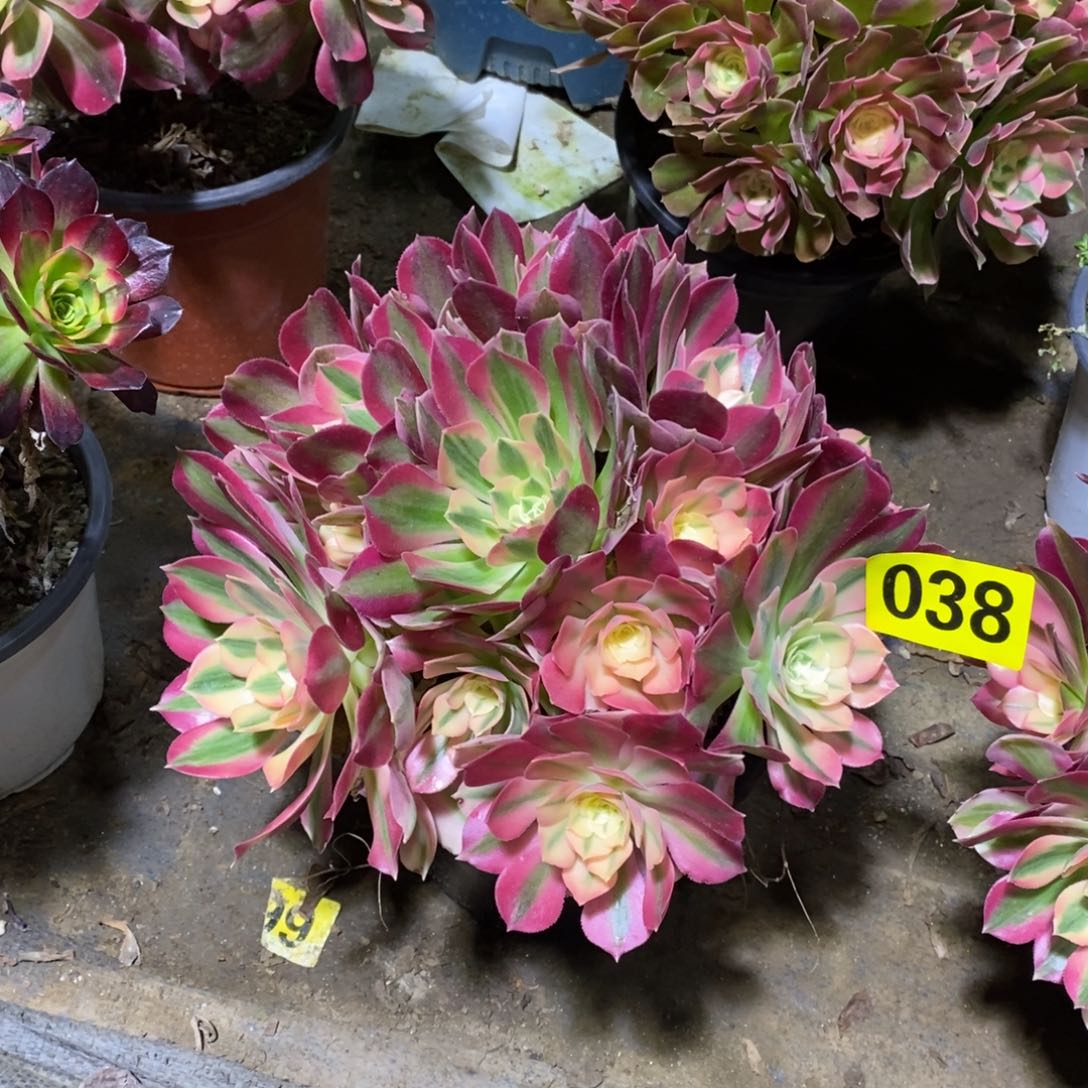 粉女巫丛林多肉法师038