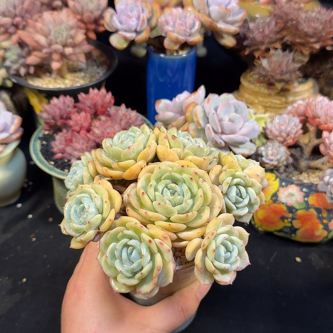 劳林15cm带盆土发货