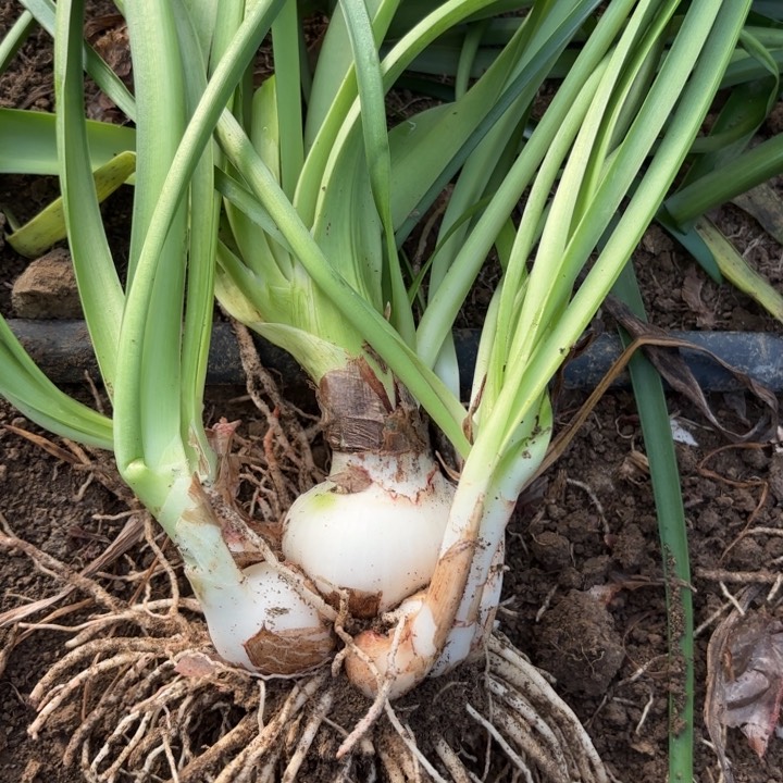 无花朵小****朱伊莲娜包对版