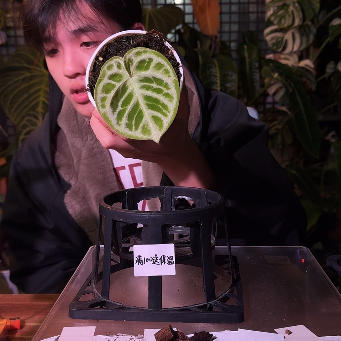 有***欲不开花植物G208雪饼杂铜锣烧