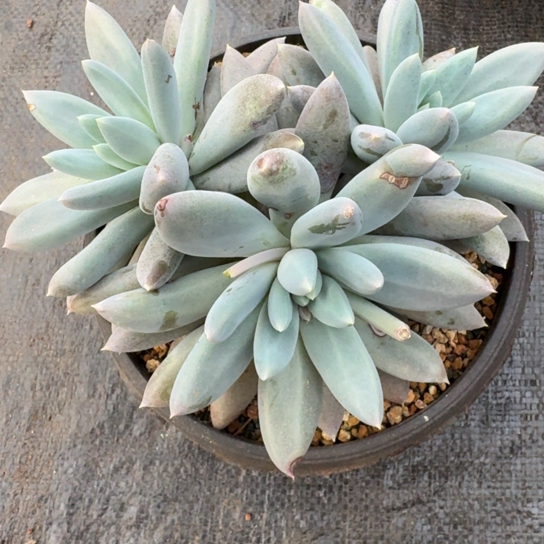 哥特萝莉群多肉植物