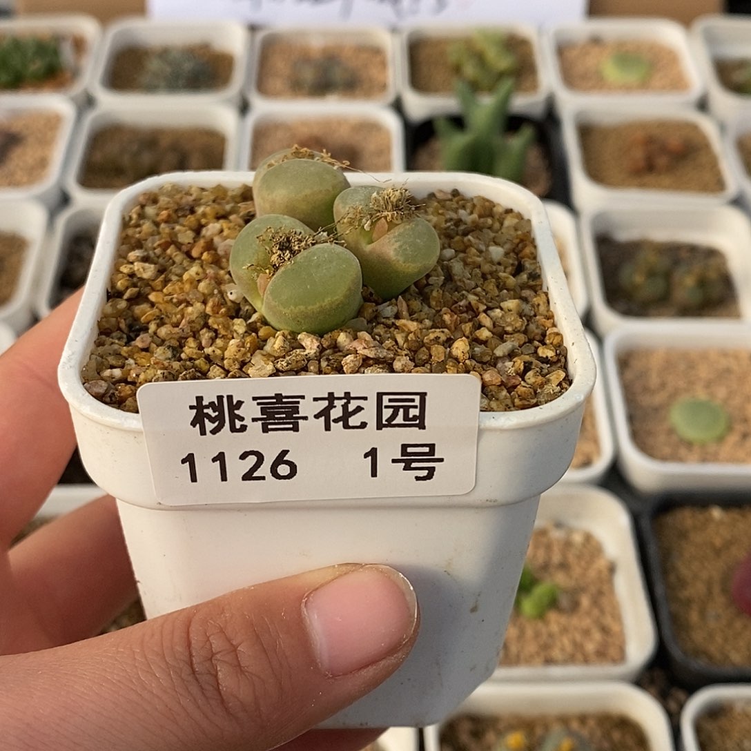 ๓**.26-1-风铃福利。   