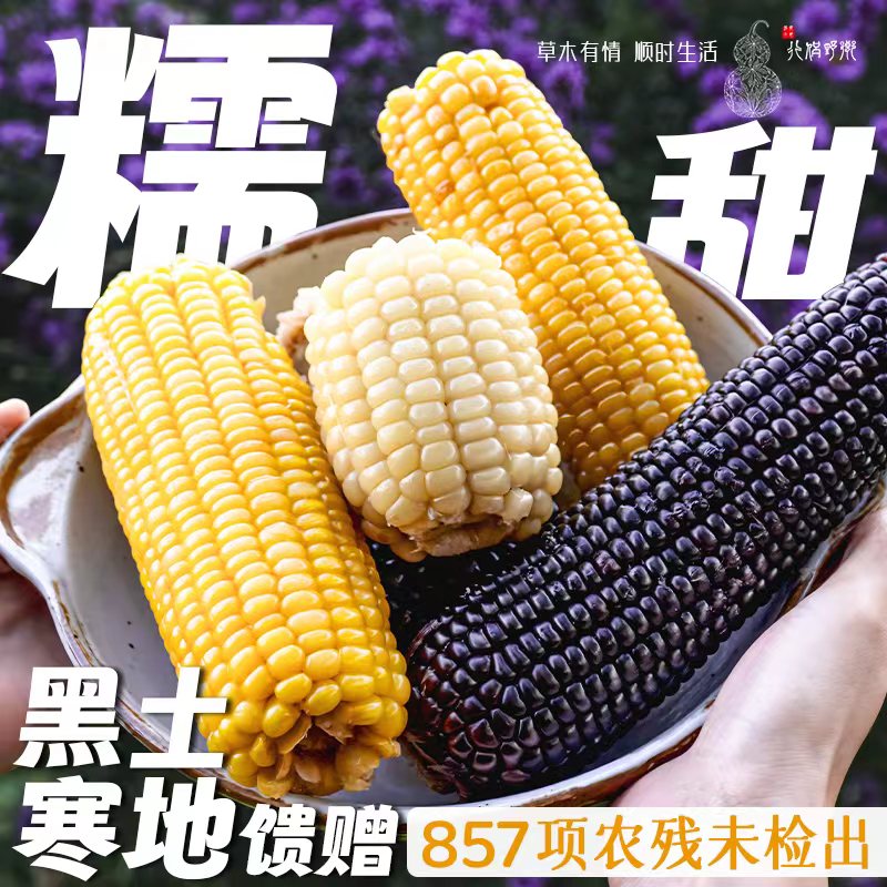 【乡野侣行·甜糯玉米】香甜软糯健康早餐粗粮粘黏拉丝