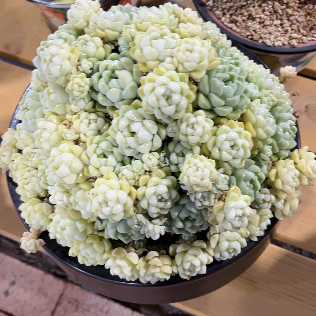 寄养链接的肉肉的