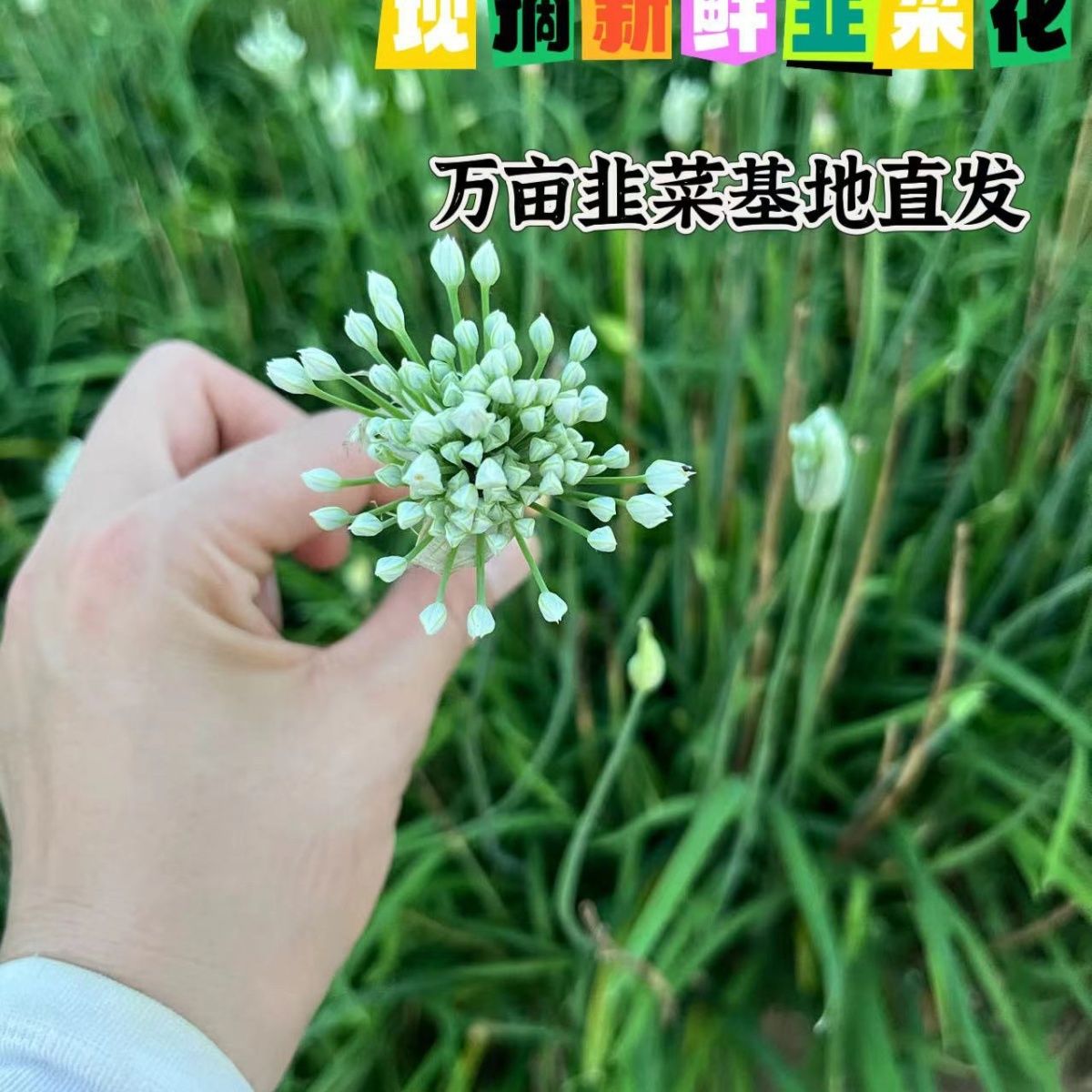 顺丰包邮2025年头茬新鲜现摘韭菜花鲜嫩可做韭花酱火锅蘸料食材
