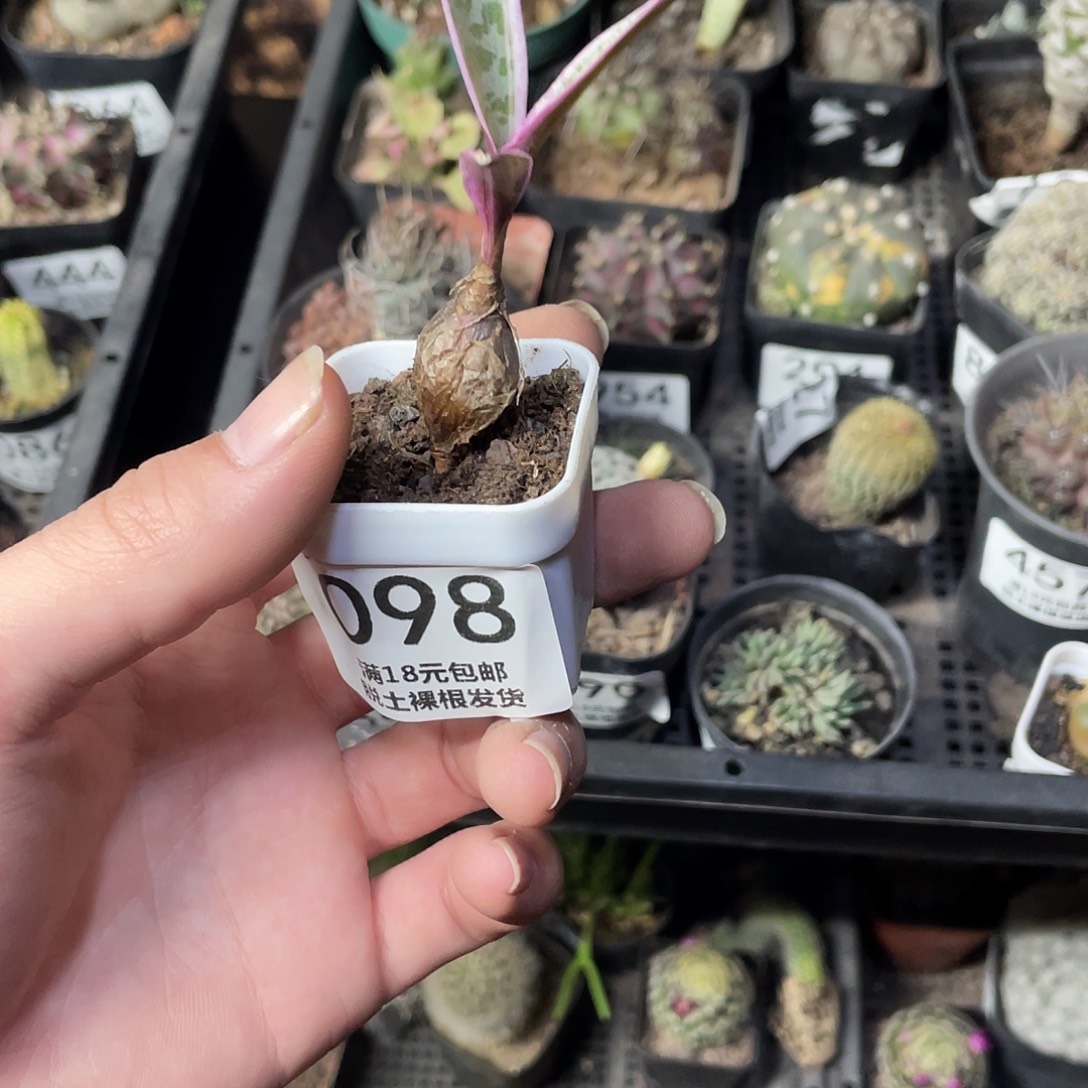 98小油点（满18包邮）