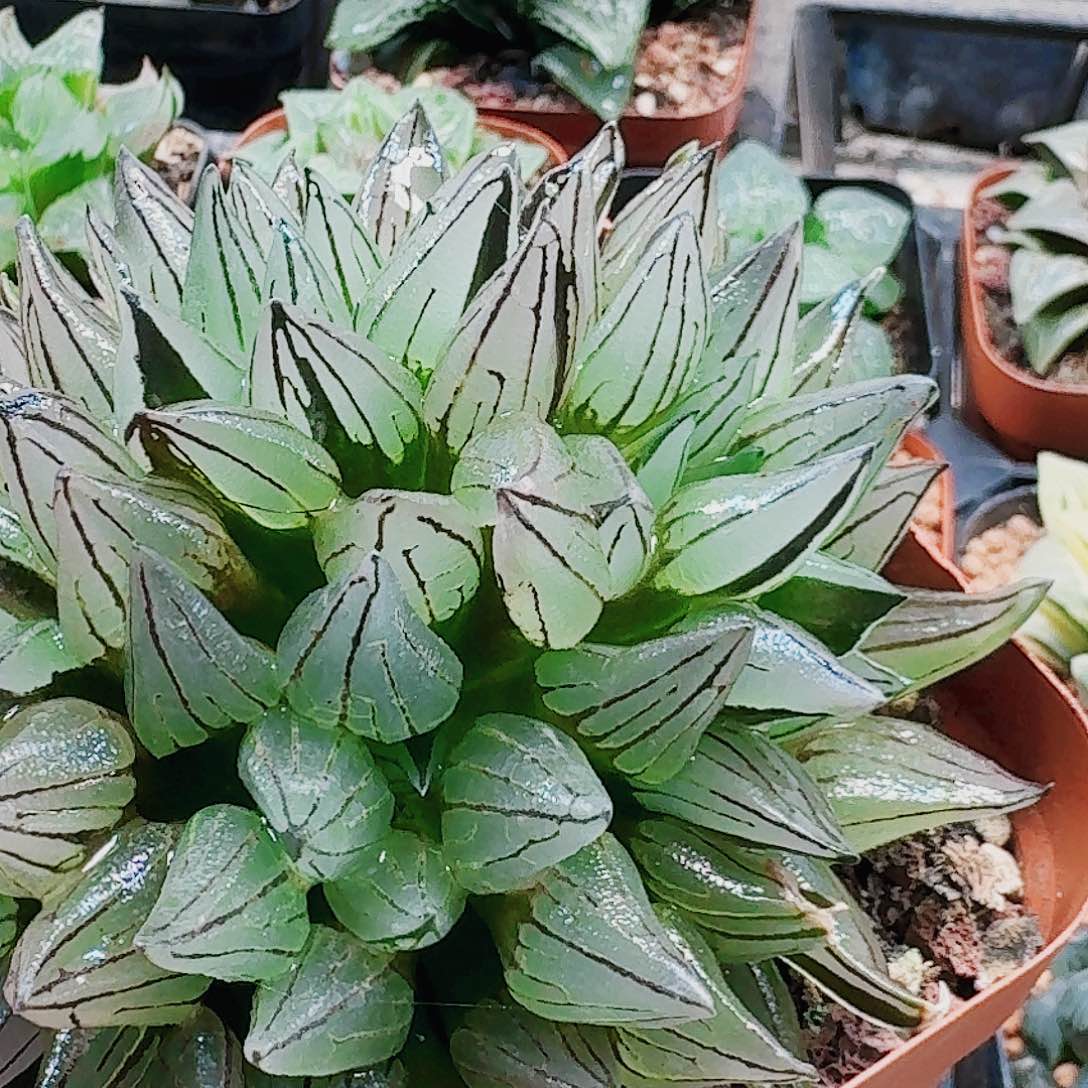 无花朵十二卷 西瓜群 开播福利