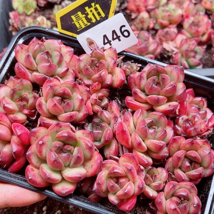 多肉植物多肉植物