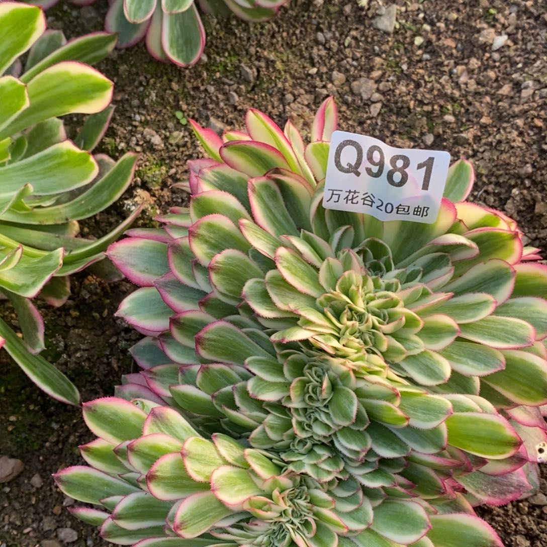981倾城缀多肉植物