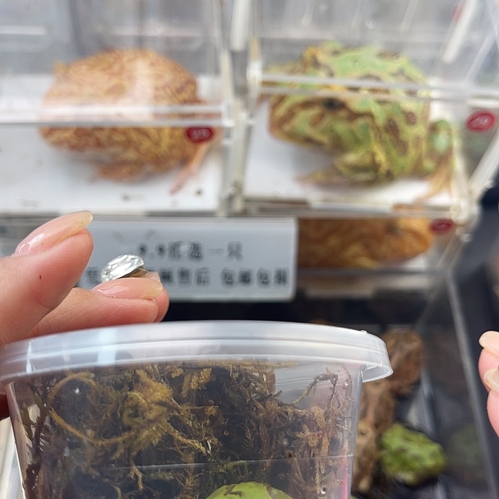 1只蛙蛙➕加热包拍拍拍拍