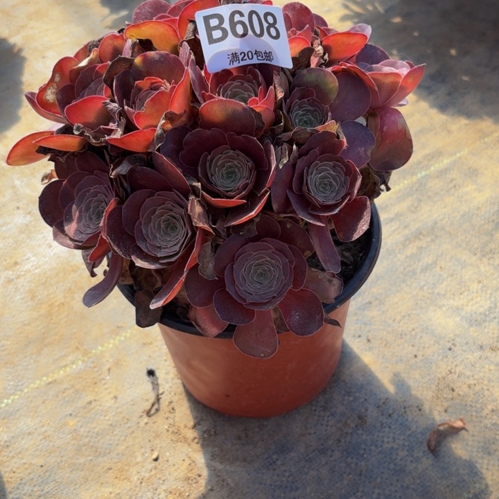 瑞妈多肉园艺608魅金