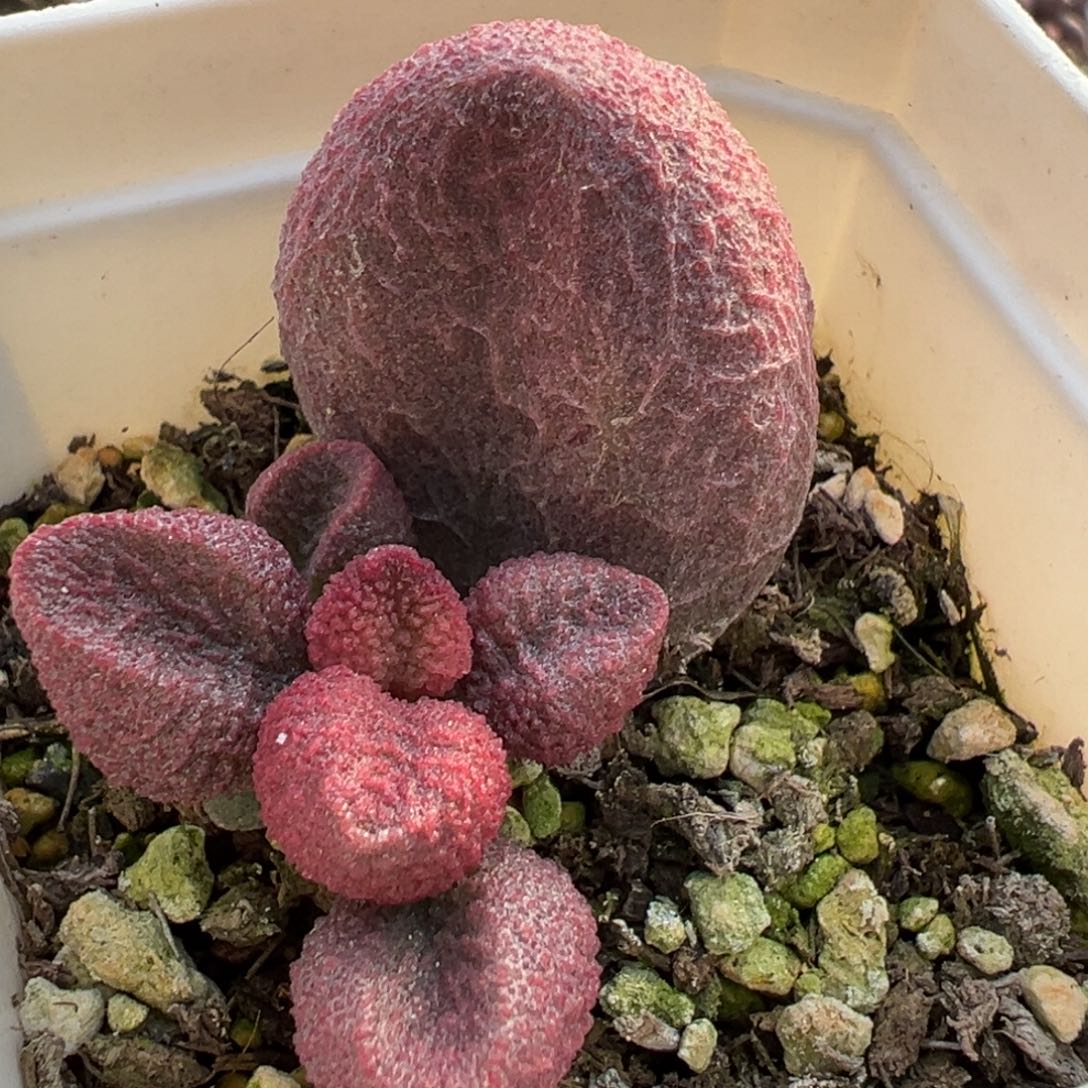 水蜜桃胖叶子多肉植物水泡