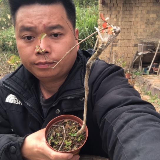 无花朵盆景盆栽（不退不换不包成活率）
