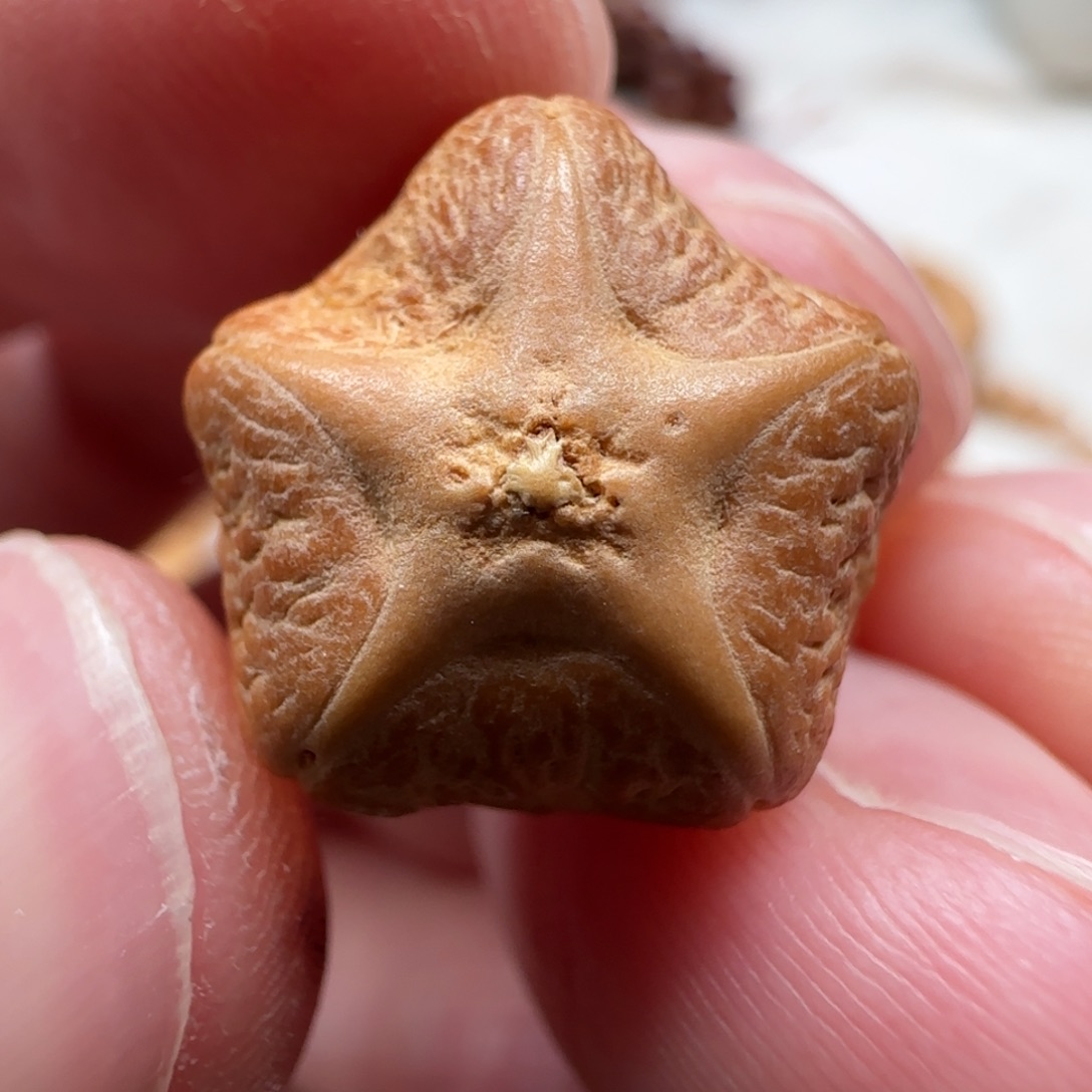 凤眼菩提吊坠实心五星