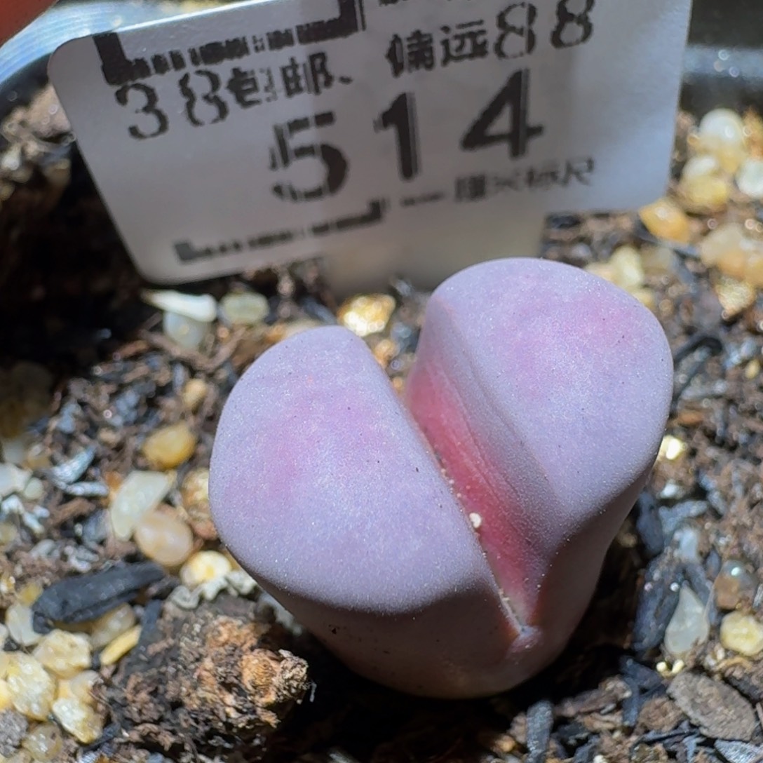 Ssss精品生石花514