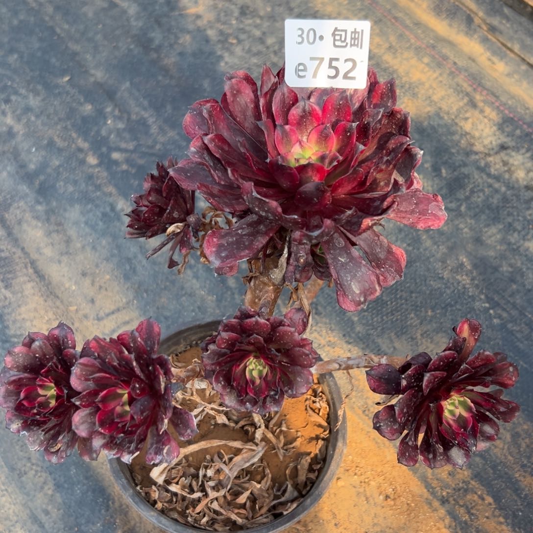 752 多肉法师美姬