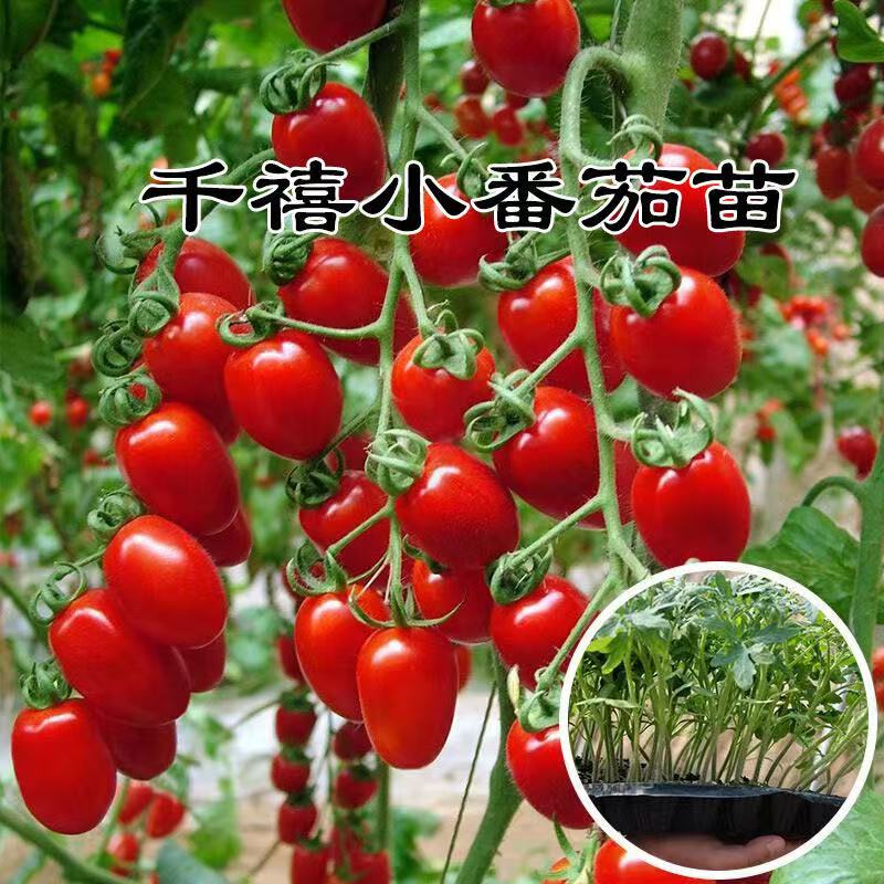 超甜老品种千禧番茄苗盆栽地栽四季种菜阳台菜苗蔬菜秧苗圣女果苗