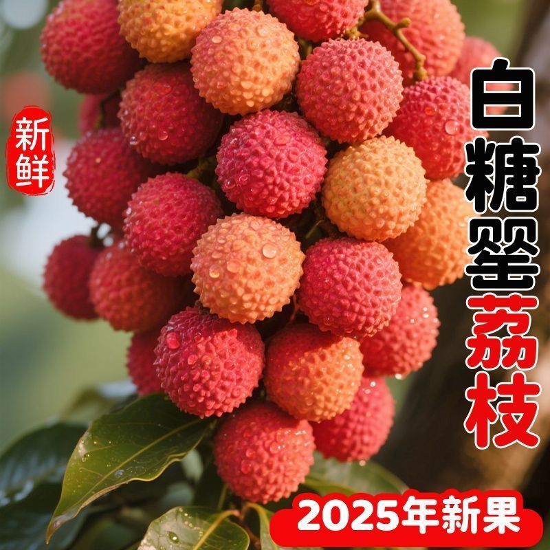 现摘现发广东茂名高州白糖罂荔枝果园现摘新鲜水果当季现发