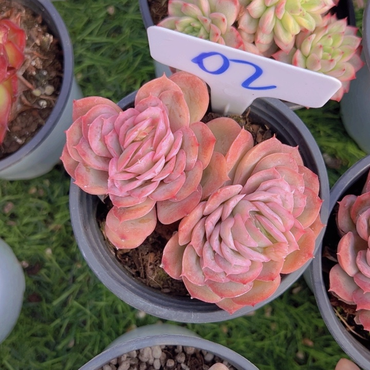 健健康康平平安安