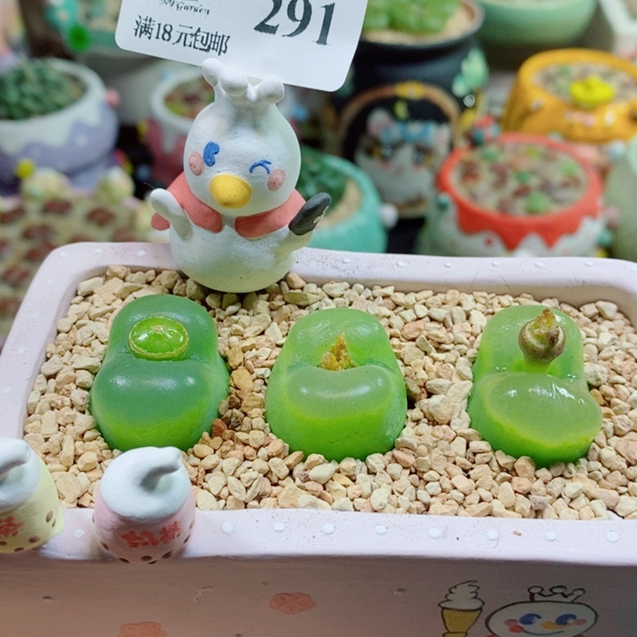 L***y生石花花花花花花花291