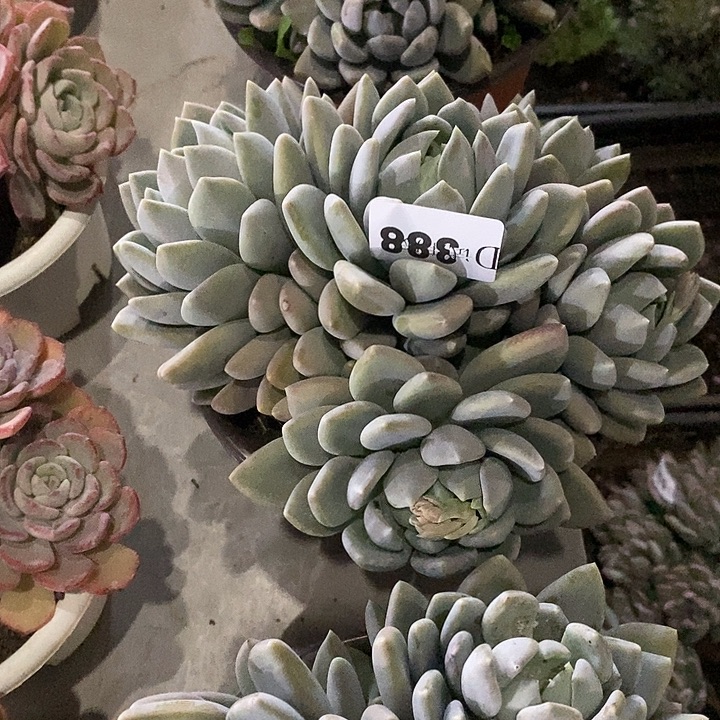 影****388胖美人多肉植物多肉