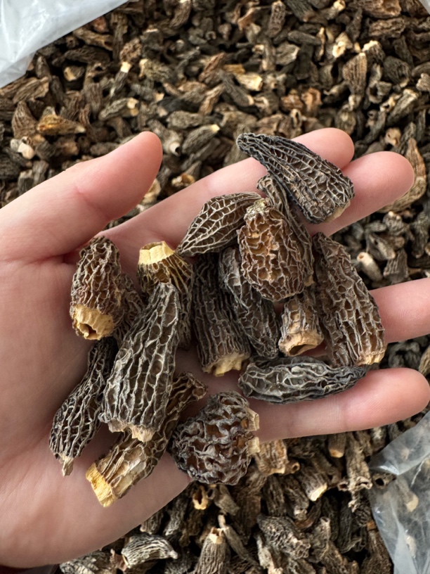 头茬新货羊肚菌宝宝菇半斤装！