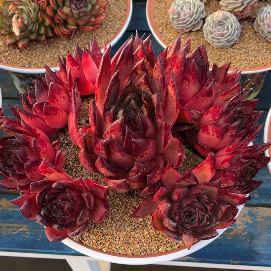 从前慢多肉精选编号0217.红毒