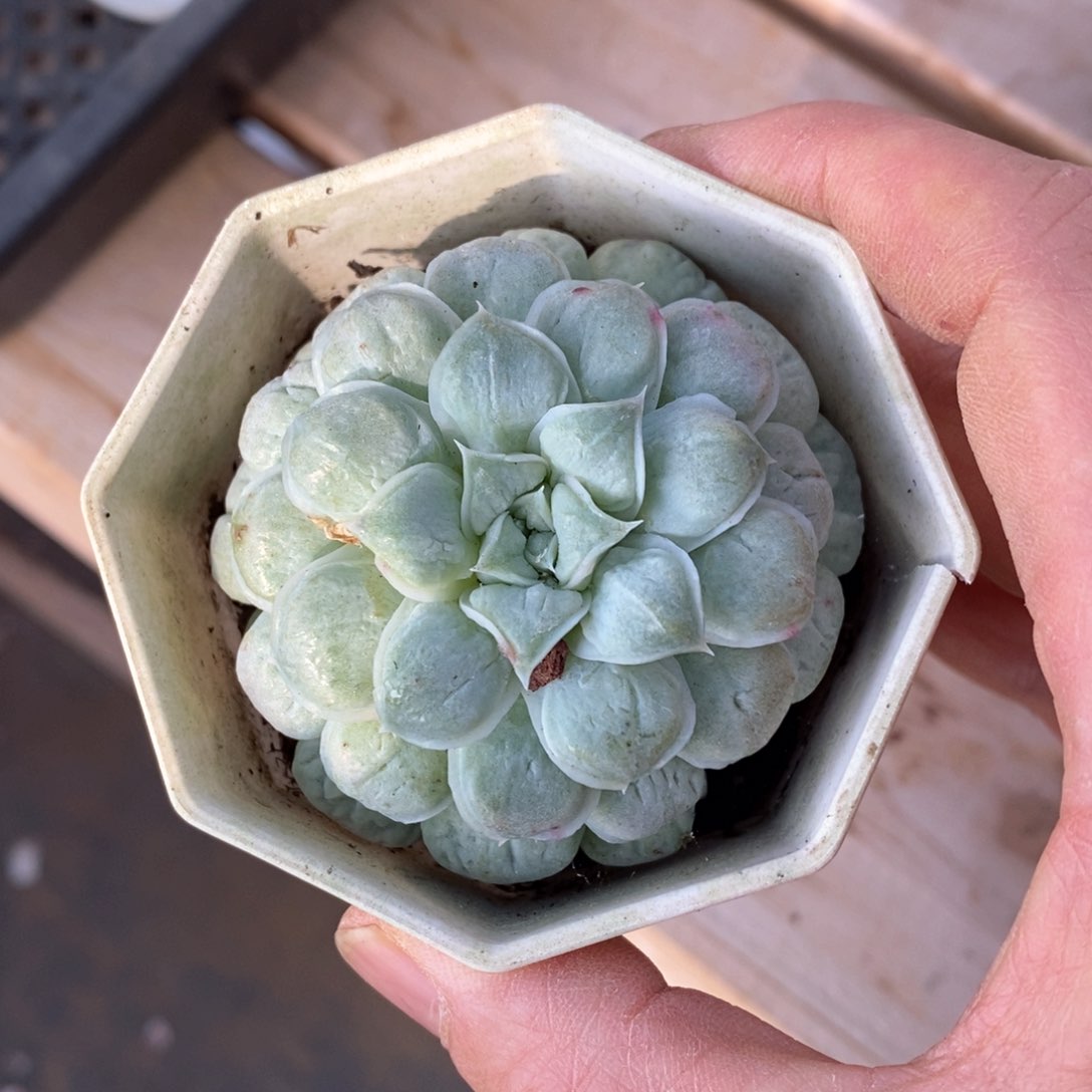 精品多肉一物一拍不包整