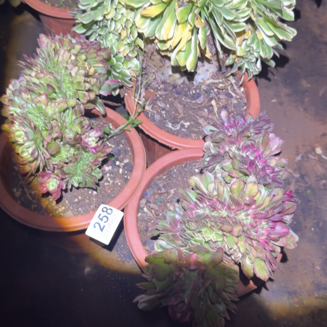 258组合缀化多肉植物满28包邮