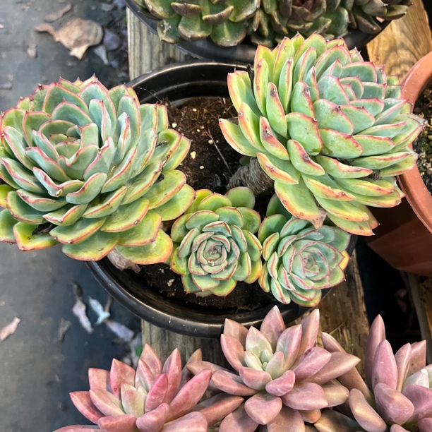 多种品类多肉植物整桩发货适合室内桌面装饰好养