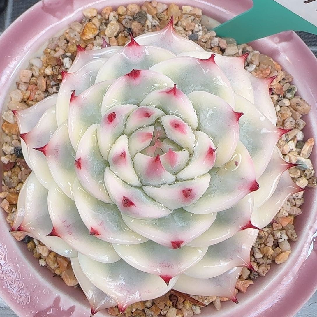 从前慢花园精选0117/85