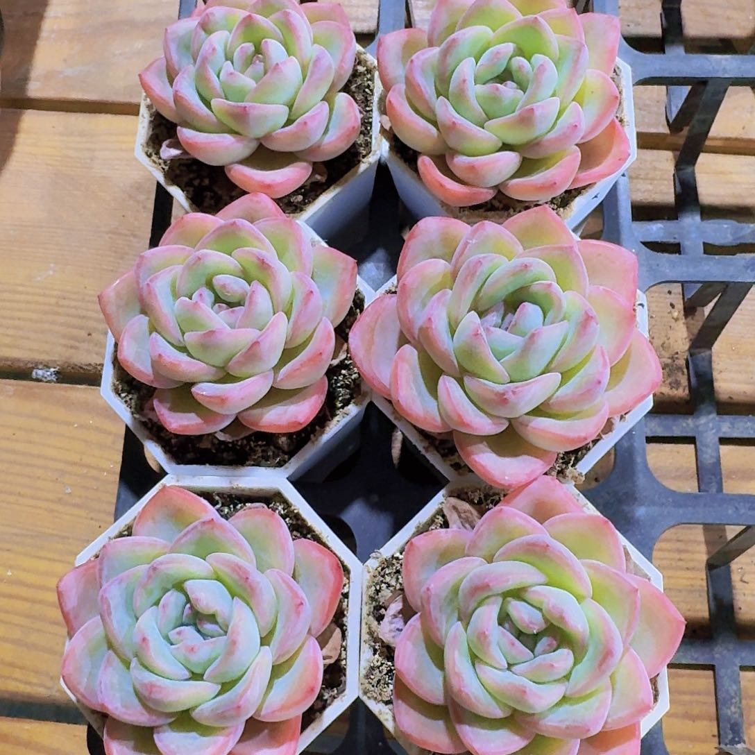 多肉植物奶油泡芙量拍一颗