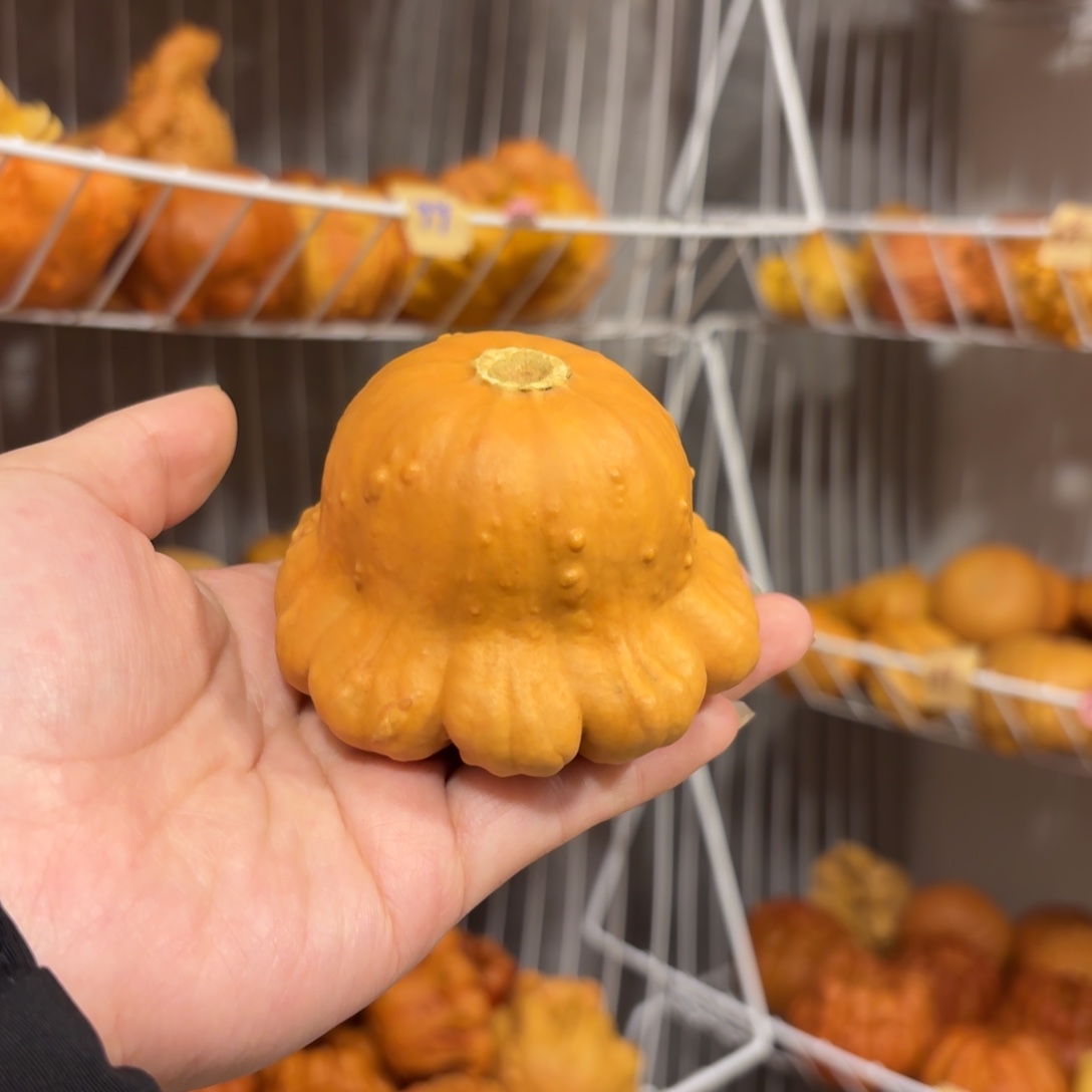 墨西哥葫芦墨西哥葫芦