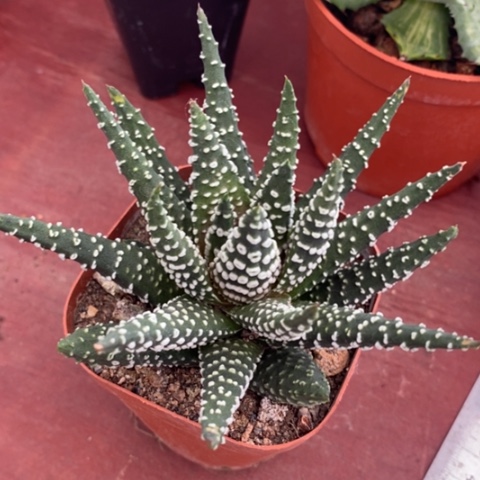 冬之星单9仙人球